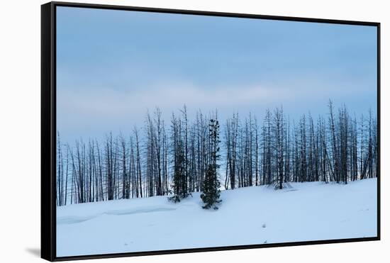 USA, Wyoming, Yellowstone National Park. Winter line of trees.-Cindy Miller Hopkins-Framed Stretched Canvas