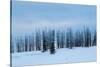 USA, Wyoming, Yellowstone National Park. Winter line of trees.-Cindy Miller Hopkins-Stretched Canvas