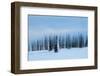 USA, Wyoming, Yellowstone National Park. Winter line of trees.-Cindy Miller Hopkins-Framed Photographic Print