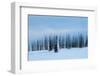 USA, Wyoming, Yellowstone National Park. Winter line of trees.-Cindy Miller Hopkins-Framed Photographic Print