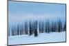 USA, Wyoming, Yellowstone National Park. Winter line of trees.-Cindy Miller Hopkins-Mounted Photographic Print