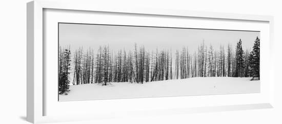 USA, Wyoming, Yellowstone National Park. Winter line of trees.-Cindy Miller Hopkins-Framed Photographic Print