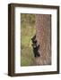 USA, Wyoming, Yellowstone NP. Black bear cubs climb pine tree.-Jaynes Gallery-Framed Photographic Print