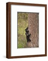 USA, Wyoming, Yellowstone NP. Black bear cubs climb pine tree.-Jaynes Gallery-Framed Photographic Print