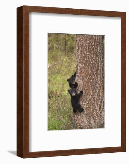 USA, Wyoming, Yellowstone NP. Black bear cubs climb pine tree.-Jaynes Gallery-Framed Photographic Print