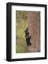 USA, Wyoming, Yellowstone NP. Black bear cubs climb pine tree.-Jaynes Gallery-Framed Photographic Print