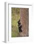 USA, Wyoming, Yellowstone NP. Black bear cubs climb pine tree.-Jaynes Gallery-Framed Photographic Print