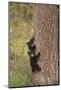 USA, Wyoming, Yellowstone NP. Black bear cubs climb pine tree.-Jaynes Gallery-Mounted Photographic Print