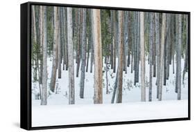 USA, Wyoming, Yellowstone NP, Lodgepole Pine Forest in the Winter-Rob Tilley-Framed Stretched Canvas