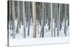 USA, Wyoming, Yellowstone NP, Lodgepole Pine Forest in the Winter-Rob Tilley-Stretched Canvas