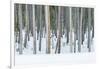 USA, Wyoming, Yellowstone NP, Lodgepole Pine Forest in the Winter-Rob Tilley-Framed Photographic Print