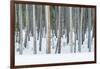 USA, Wyoming, Yellowstone NP, Lodgepole Pine Forest in the Winter-Rob Tilley-Framed Photographic Print