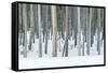 USA, Wyoming, Yellowstone NP, Lodgepole Pine Forest in the Winter-Rob Tilley-Framed Stretched Canvas