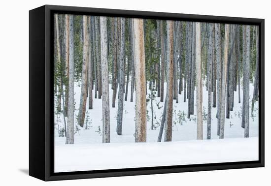 USA, Wyoming, Yellowstone NP, Lodgepole Pine Forest in the Winter-Rob Tilley-Framed Stretched Canvas