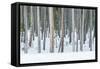 USA, Wyoming, Yellowstone NP, Lodgepole Pine Forest in the Winter-Rob Tilley-Framed Stretched Canvas