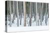 USA, Wyoming, Yellowstone NP, Lodgepole Pine Forest in the Winter-Rob Tilley-Stretched Canvas