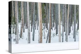 USA, Wyoming, Yellowstone NP, Lodgepole Pine Forest in the Winter-Rob Tilley-Stretched Canvas
