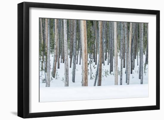 USA, Wyoming, Yellowstone NP, Lodgepole Pine Forest in the Winter-Rob Tilley-Framed Photographic Print