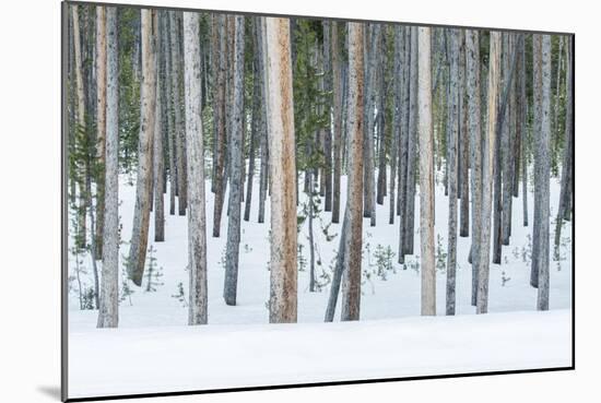 USA, Wyoming, Yellowstone NP, Lodgepole Pine Forest in the Winter-Rob Tilley-Mounted Photographic Print