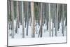 USA, Wyoming, Yellowstone NP, Lodgepole Pine Forest in the Winter-Rob Tilley-Mounted Photographic Print