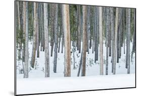 USA, Wyoming, Yellowstone NP, Lodgepole Pine Forest in the Winter-Rob Tilley-Mounted Photographic Print