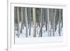 USA, Wyoming, Yellowstone NP, Lodgepole Pine Forest in the Winter-Rob Tilley-Framed Photographic Print