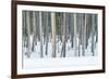 USA, Wyoming, Yellowstone NP, Lodgepole Pine Forest in the Winter-Rob Tilley-Framed Photographic Print