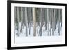 USA, Wyoming, Yellowstone NP, Lodgepole Pine Forest in the Winter-Rob Tilley-Framed Photographic Print