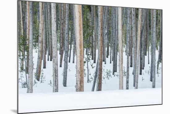 USA, Wyoming, Yellowstone NP, Lodgepole Pine Forest in the Winter-Rob Tilley-Mounted Photographic Print