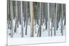 USA, Wyoming, Yellowstone NP, Lodgepole Pine Forest in the Winter-Rob Tilley-Mounted Photographic Print