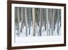 USA, Wyoming, Yellowstone NP, Lodgepole Pine Forest in the Winter-Rob Tilley-Framed Photographic Print