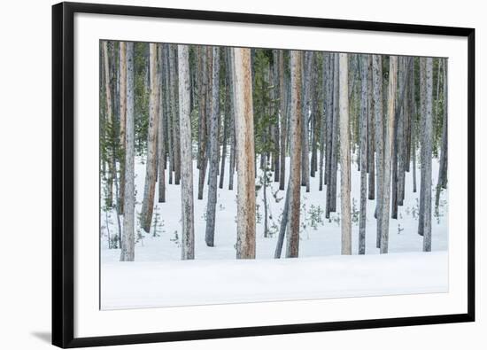 USA, Wyoming, Yellowstone NP, Lodgepole Pine Forest in the Winter-Rob Tilley-Framed Photographic Print