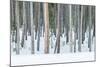 USA, Wyoming, Yellowstone NP, Lodgepole Pine Forest in the Winter-Rob Tilley-Mounted Photographic Print