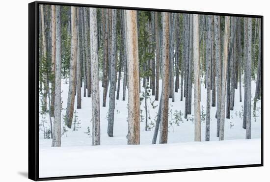 USA, Wyoming, Yellowstone NP, Lodgepole Pine Forest in the Winter-Rob Tilley-Framed Stretched Canvas
