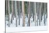 USA, Wyoming, Yellowstone NP, Lodgepole Pine Forest in the Winter-Rob Tilley-Stretched Canvas