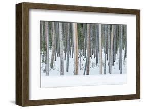 USA, Wyoming, Yellowstone NP, Lodgepole Pine Forest in the Winter-Rob Tilley-Framed Photographic Print