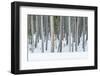 USA, Wyoming, Yellowstone NP, Lodgepole Pine Forest in the Winter-Rob Tilley-Framed Photographic Print