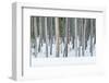 USA, Wyoming, Yellowstone NP, Lodgepole Pine Forest in the Winter-Rob Tilley-Framed Photographic Print