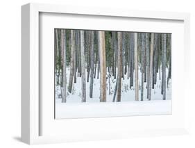 USA, Wyoming, Yellowstone NP, Lodgepole Pine Forest in the Winter-Rob Tilley-Framed Photographic Print