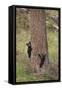 USA, Wyoming, Yellowstone NP. Two black bear cubs climb pine tree.-Jaynes Gallery-Framed Stretched Canvas