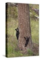 USA, Wyoming, Yellowstone NP. Two black bear cubs climb pine tree.-Jaynes Gallery-Stretched Canvas