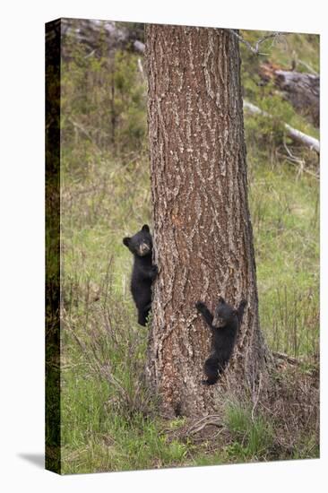 USA, Wyoming, Yellowstone NP. Two black bear cubs climb pine tree.-Jaynes Gallery-Stretched Canvas