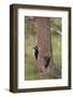 USA, Wyoming, Yellowstone NP. Two black bear cubs climb pine tree.-Jaynes Gallery-Framed Photographic Print