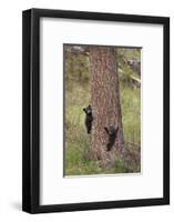 USA, Wyoming, Yellowstone NP. Two black bear cubs climb pine tree.-Jaynes Gallery-Framed Photographic Print