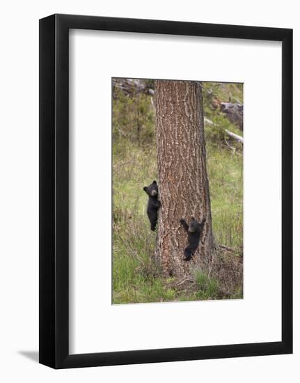 USA, Wyoming, Yellowstone NP. Two black bear cubs climb pine tree.-Jaynes Gallery-Framed Photographic Print