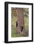 USA, Wyoming, Yellowstone NP. Two black bear cubs climb pine tree.-Jaynes Gallery-Framed Photographic Print