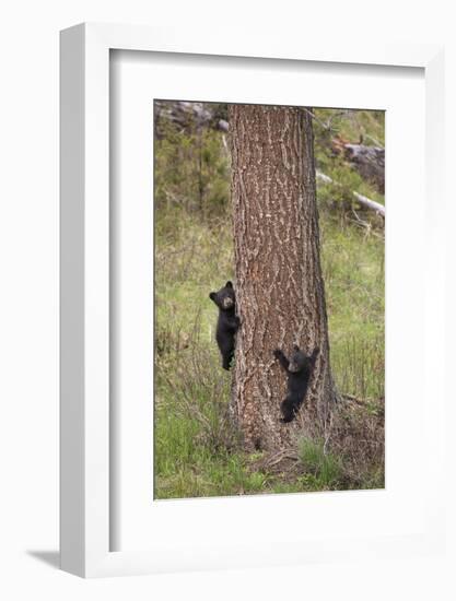 USA, Wyoming, Yellowstone NP. Two black bear cubs climb pine tree.-Jaynes Gallery-Framed Photographic Print