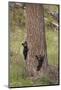 USA, Wyoming, Yellowstone NP. Two black bear cubs climb pine tree.-Jaynes Gallery-Mounted Photographic Print