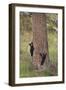 USA, Wyoming, Yellowstone NP. Two black bear cubs climb pine tree.-Jaynes Gallery-Framed Photographic Print