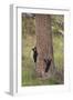 USA, Wyoming, Yellowstone NP. Two black bear cubs climb pine tree.-Jaynes Gallery-Framed Photographic Print